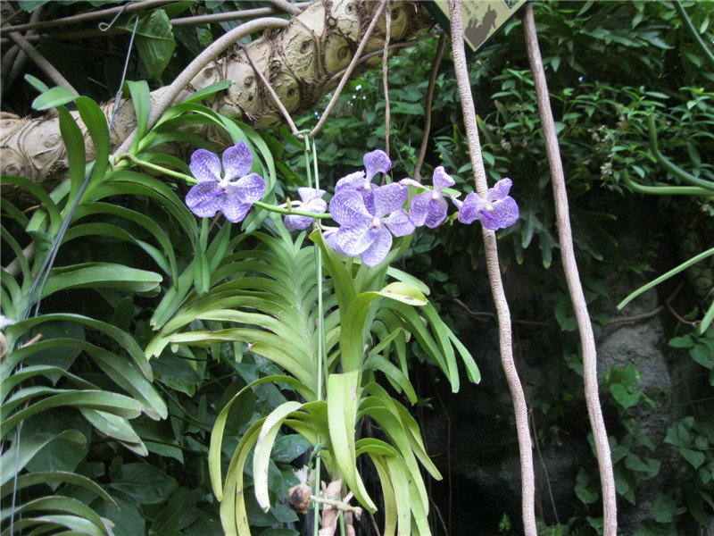 vanda